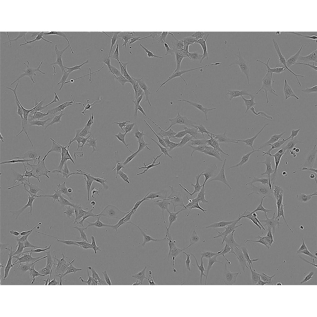 BEAS2B Cells#人支气管上皮细胞系源头种子库|培养基|STR图谱