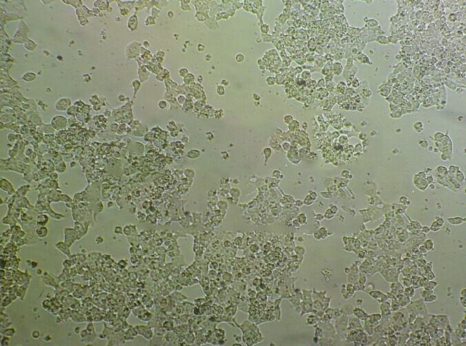 H-716 Cells#人结直肠腺癌细胞系源头种子库|培养基|STR图谱