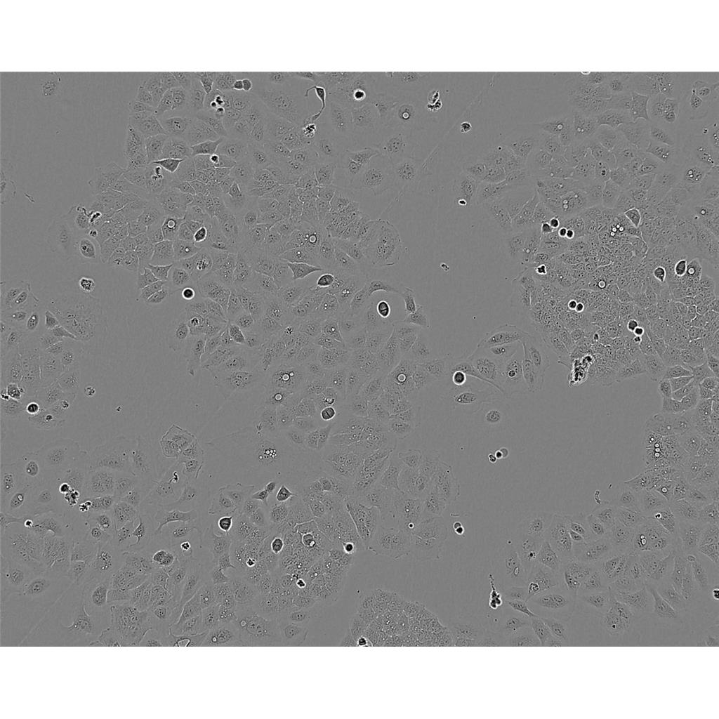 b.End3 Cells#小鼠脑内皮瘤细胞系源头种子库|培养基|STR图谱