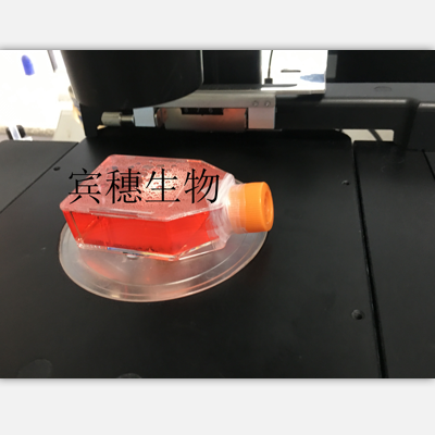 Farage Cells人B淋巴瘤悬浮细胞系(赠送STR基因图谱)