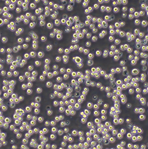 H-2452 Cells#人间皮瘤细胞系源头种子库|培养基|STR图谱