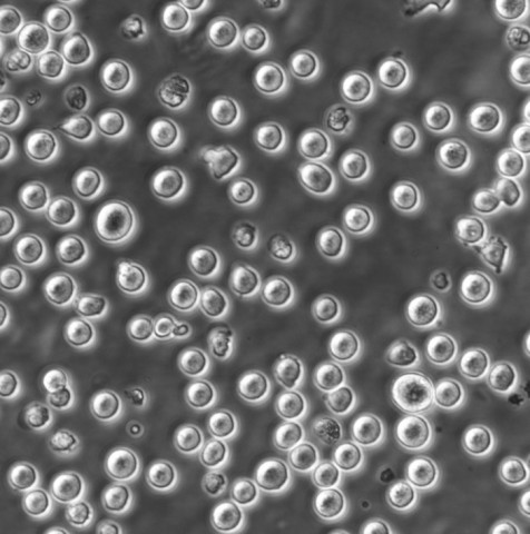 H716 Cells#人结直肠腺癌细胞系源头种子库|培养基|STR图谱