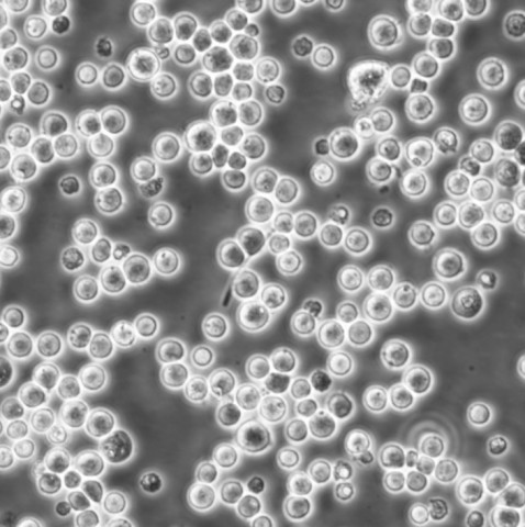 H2452 Cells#人间皮瘤细胞系源头种子库|培养基|STR图谱