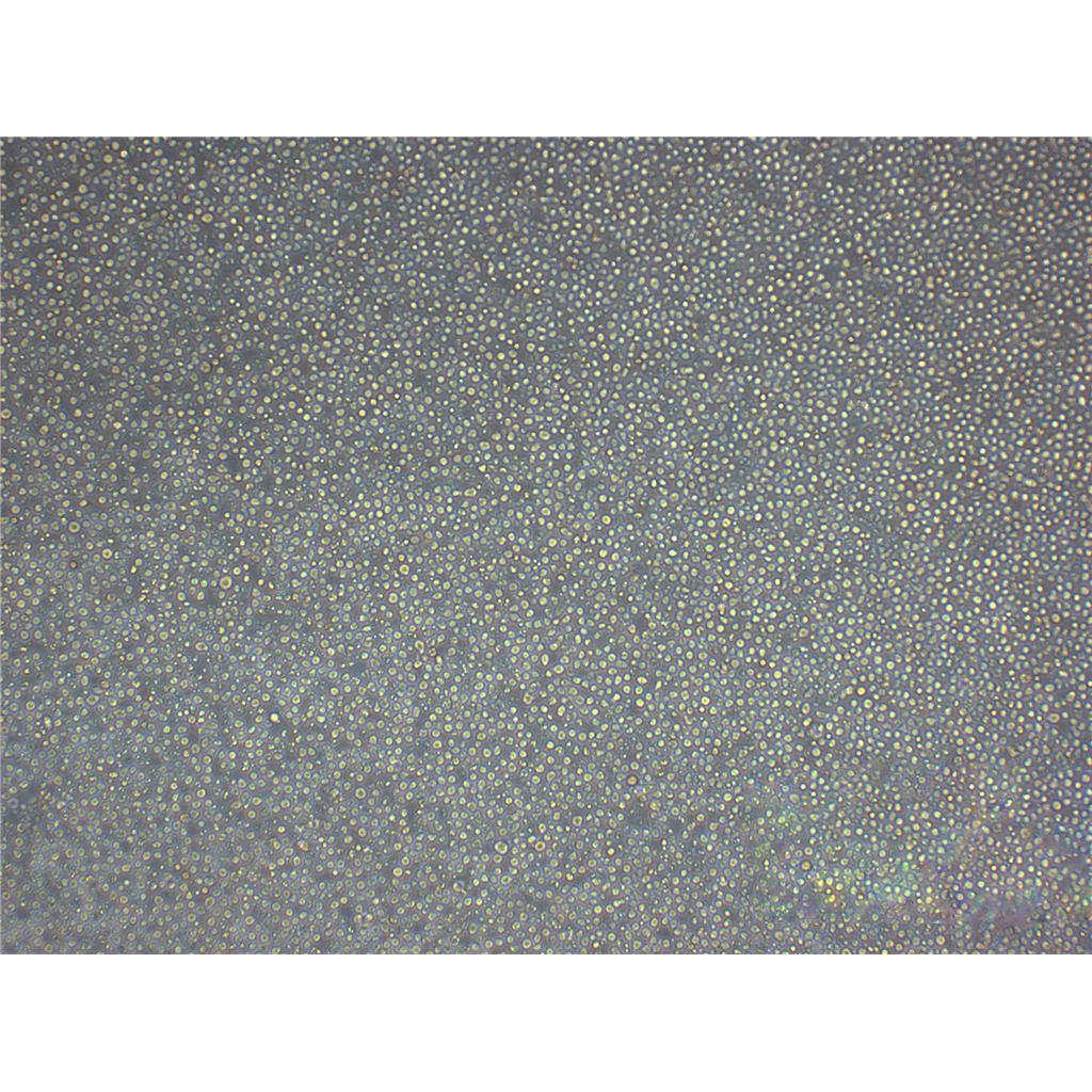 NS1 Cells#小鼠骨髓瘤细胞系源头种子库|培养基|STR图谱