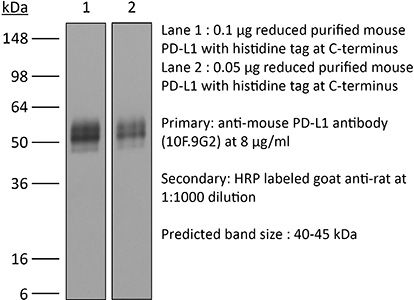 抗小鼠PD-L1 (B7-H1)抗体