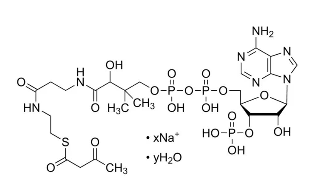 乙酰乙酰辅酶 A 钠盐 水合物102029-52-7 ACETOACETYL COENZYME A SODIUM SALT