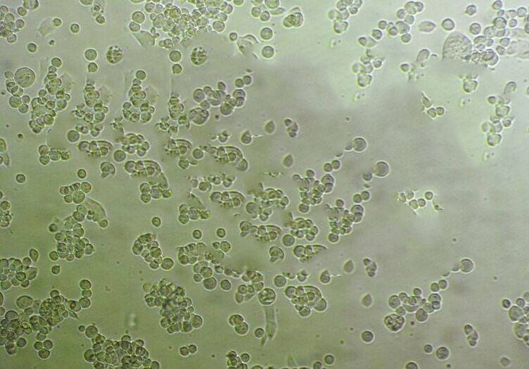 HDPSC cells人牙髓干细胞系
