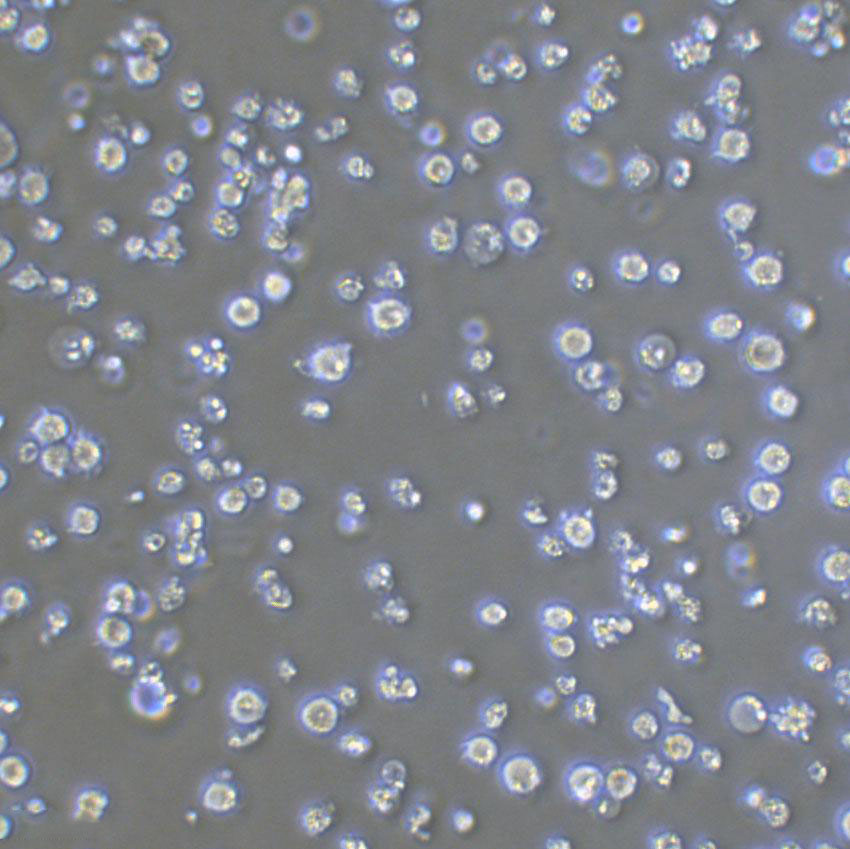 HCC1599 cells人乳腺原发性导管癌细胞系