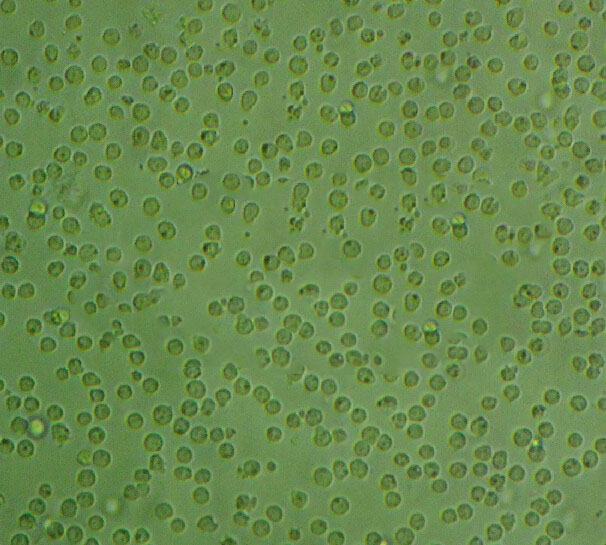 Sf9 Cells#昆虫卵巢细胞系复苏中心|完全培养基|STR图谱