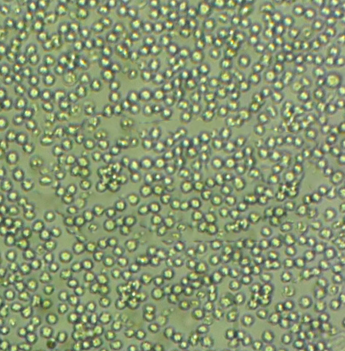 TE-12 Cells#人食管癌细胞系种子库|完全培养基|STR图谱