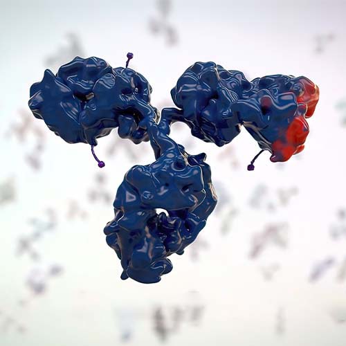 Rhesus macaque CEACAM-5 / CD66e蛋白, His Tag (MALS verified)