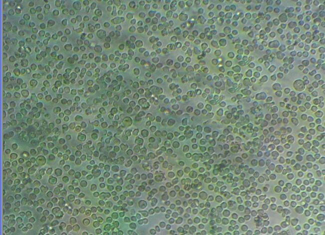 SW48 Cells#人结肠腺癌细胞系种子库|完全培养基|STR图谱