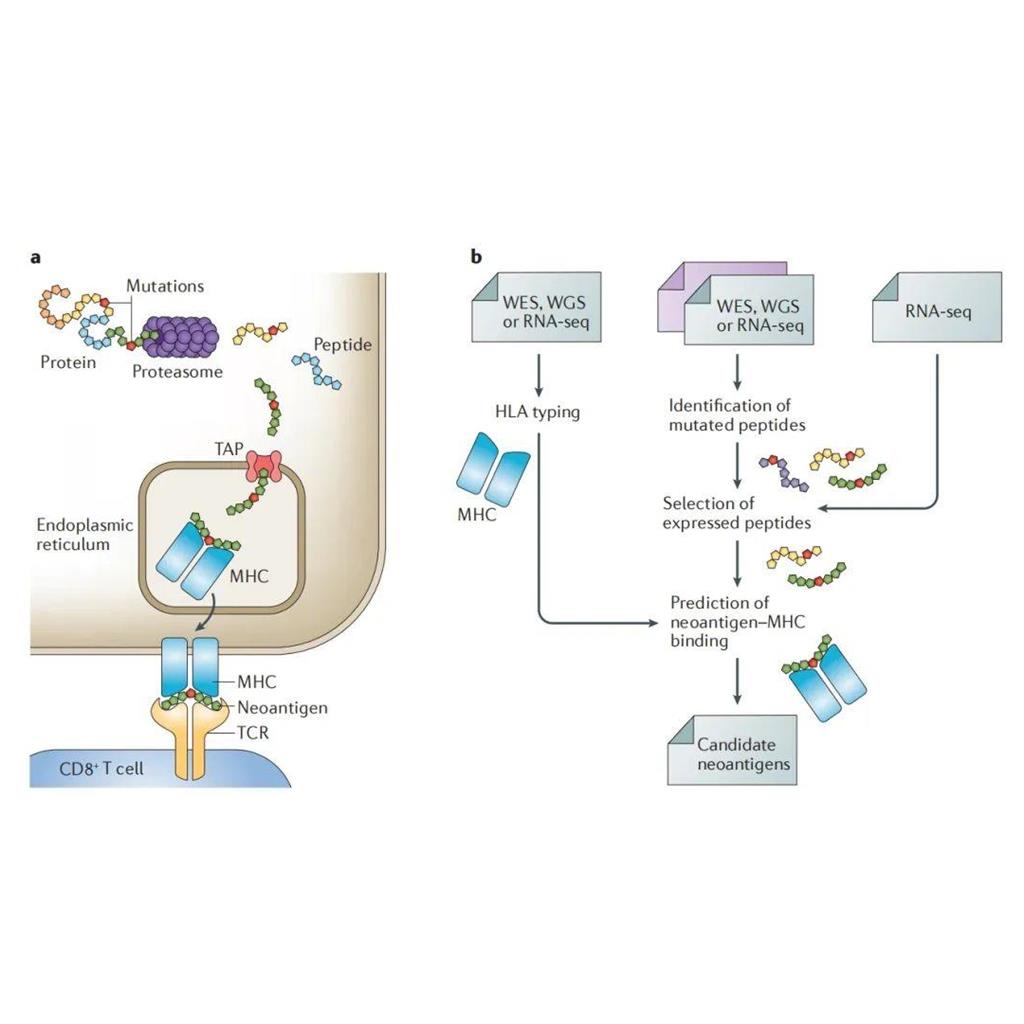 GMP级新生抗原肽定制服务