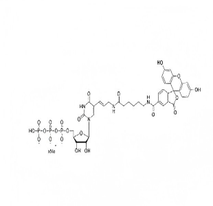 荧光素-12-尿苷三磷酸钠盐溶液 Fluorescein-12-UTP 10mM Sodium Solution