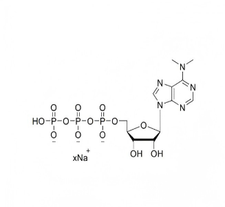 N,N-二甲基腺苷三磷酸钠盐溶液 N,N-dimethyl-ATP 100mM Sodium Solution