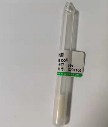 多巴胺受体D2抗体