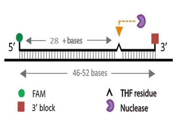 1684467090945628.png 引物设计图.png