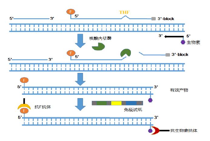 1684466918249035.png RAA冻干颗粒.png