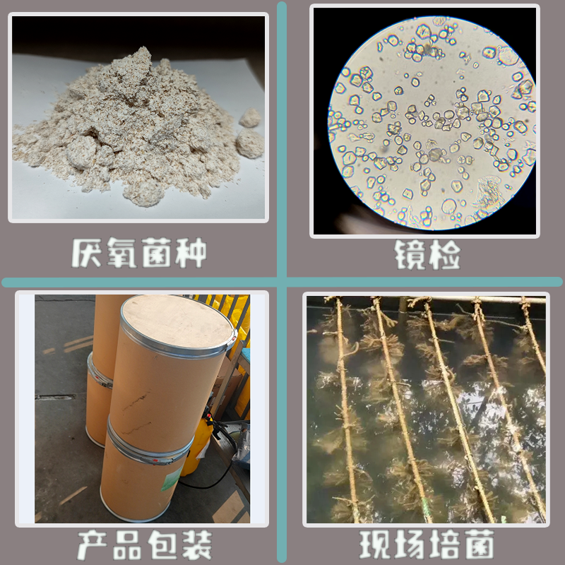 厌氧菌微生物菌种 高效降解有机物? 市政污水  化工废水 印染废水 食品加工废水 改善水质 环保安全
