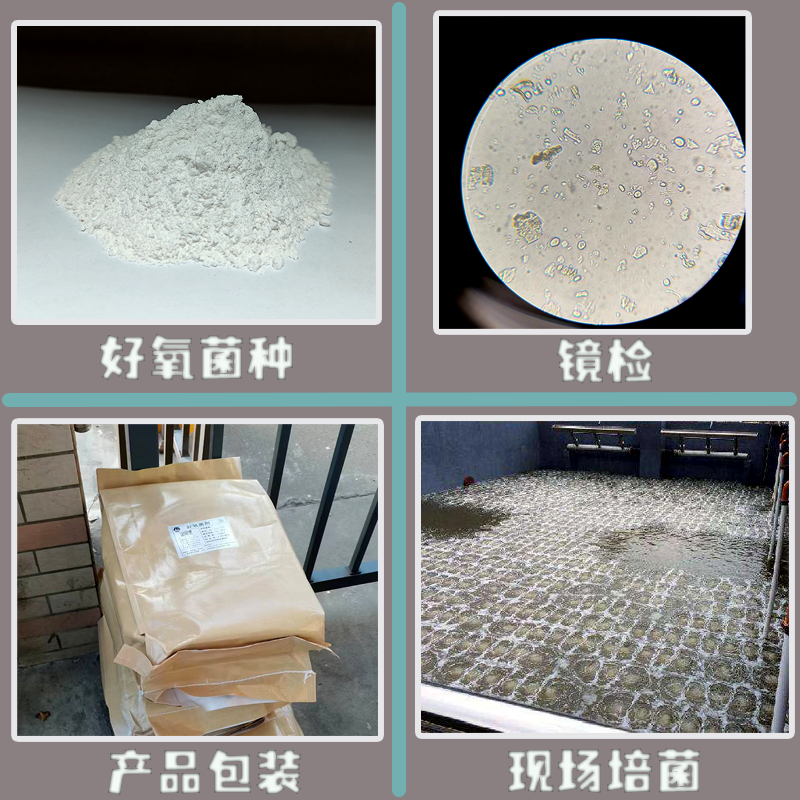 好氧菌微生物菌种 降解有机物去除氨氮 市政污水  化工废水 印染废水 食品加工废水 改善水质 环保安全