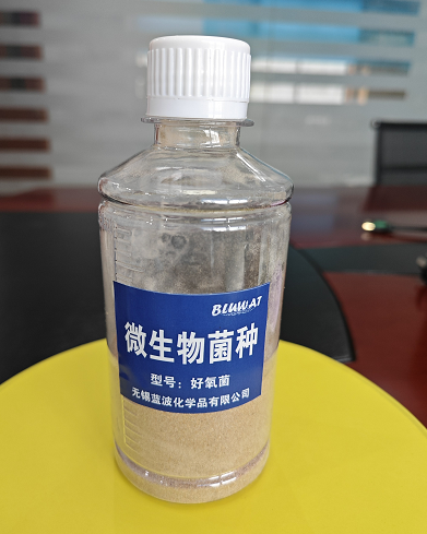 好氧菌微生物菌种 降解有机物去除氨氮 市政污水  化工废水 印染废水 食品加工废水 改善水质 环保安全