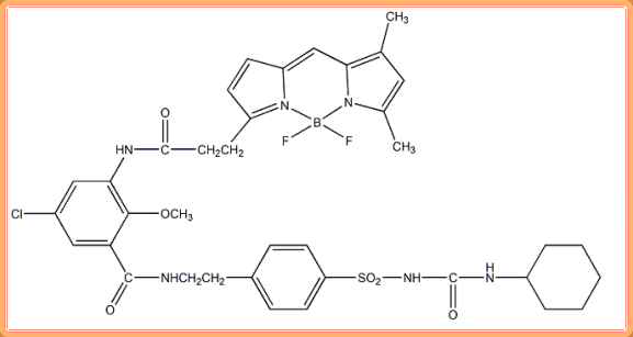ER-Tracker Green, for live-cell imaging 内质网绿色荧光探针的使用说明
