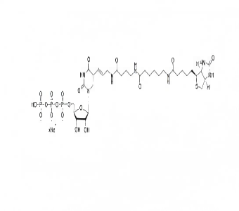 生物素-16-UTP 10mM钠溶液 Biotin-16-UTP 10mM Sodium Solution