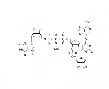 加帽类似物 GAU m7G(5')ppp(5’)(2'0MeA)pU 100mM 铵溶液  CAP GAU m7G(5')ppp(5’)(2'0MeA)pU 100mM Ammonium Solution