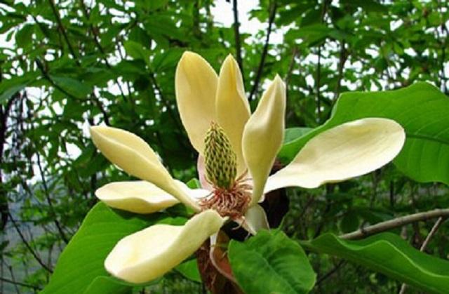 厚朴酚（木兰醇）