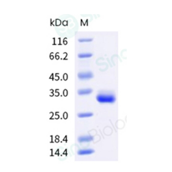Human IgG1-Fc Protein (103 Cys/Ser) (义翘神州 10702-HNAH )