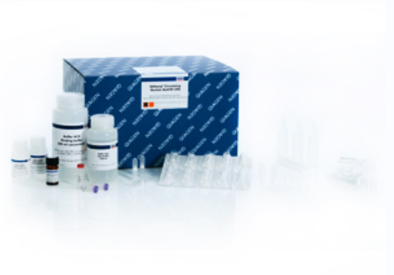 Occludin (E6B4R) 兔单克隆抗体