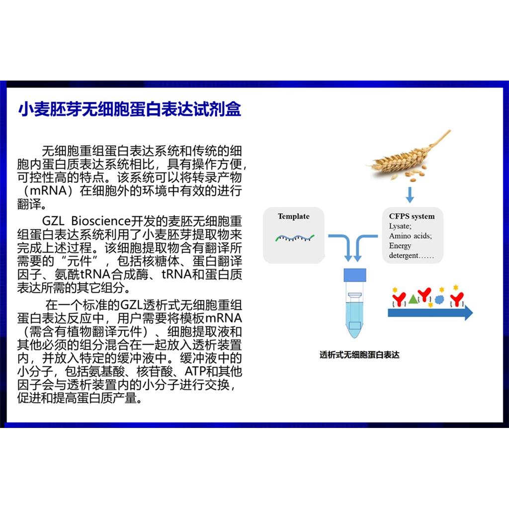 无细胞蛋白表达试剂盒（小麦胚芽）