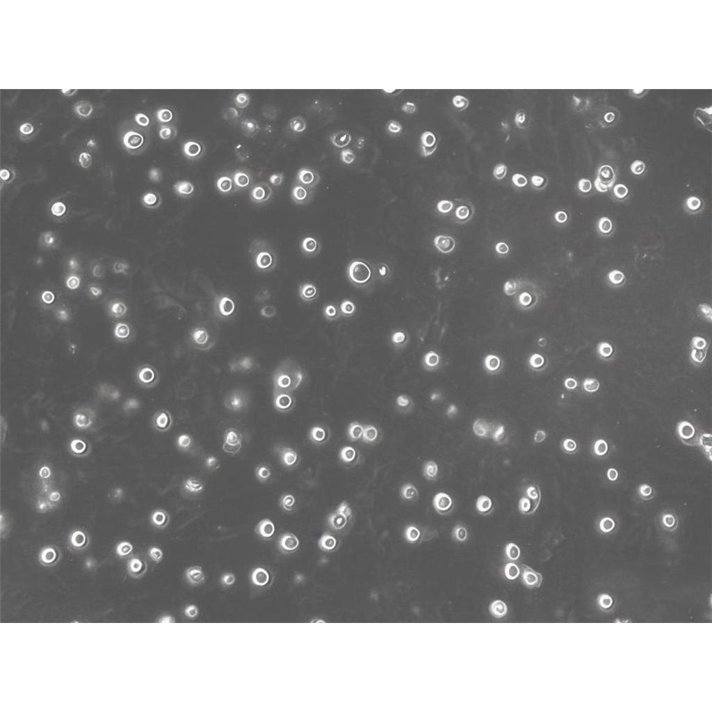 MARC-145 Cells非洲绿猴胚胎肾细胞批次新|送STR图谱