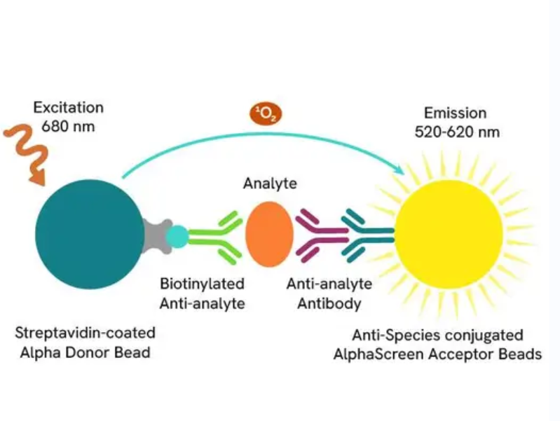 组氨酸镍螯合检测试剂盒