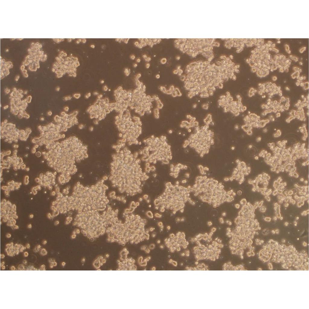 Malme-3M Cells人皮肤恶性黑色素瘤细胞批次新|送STR图谱