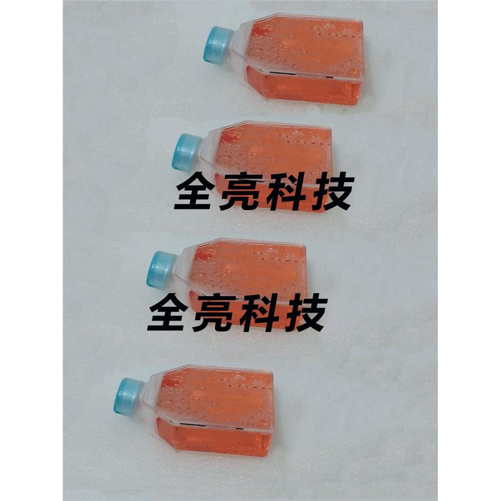 Daudi Cells人Burkitt's淋巴瘤细胞|送STR图谱