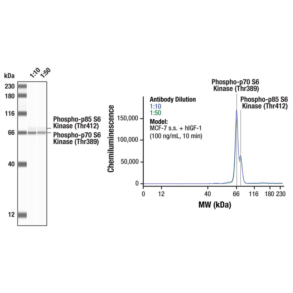 磷酸化p70 S6激酶（Thr389）兔单克隆抗体