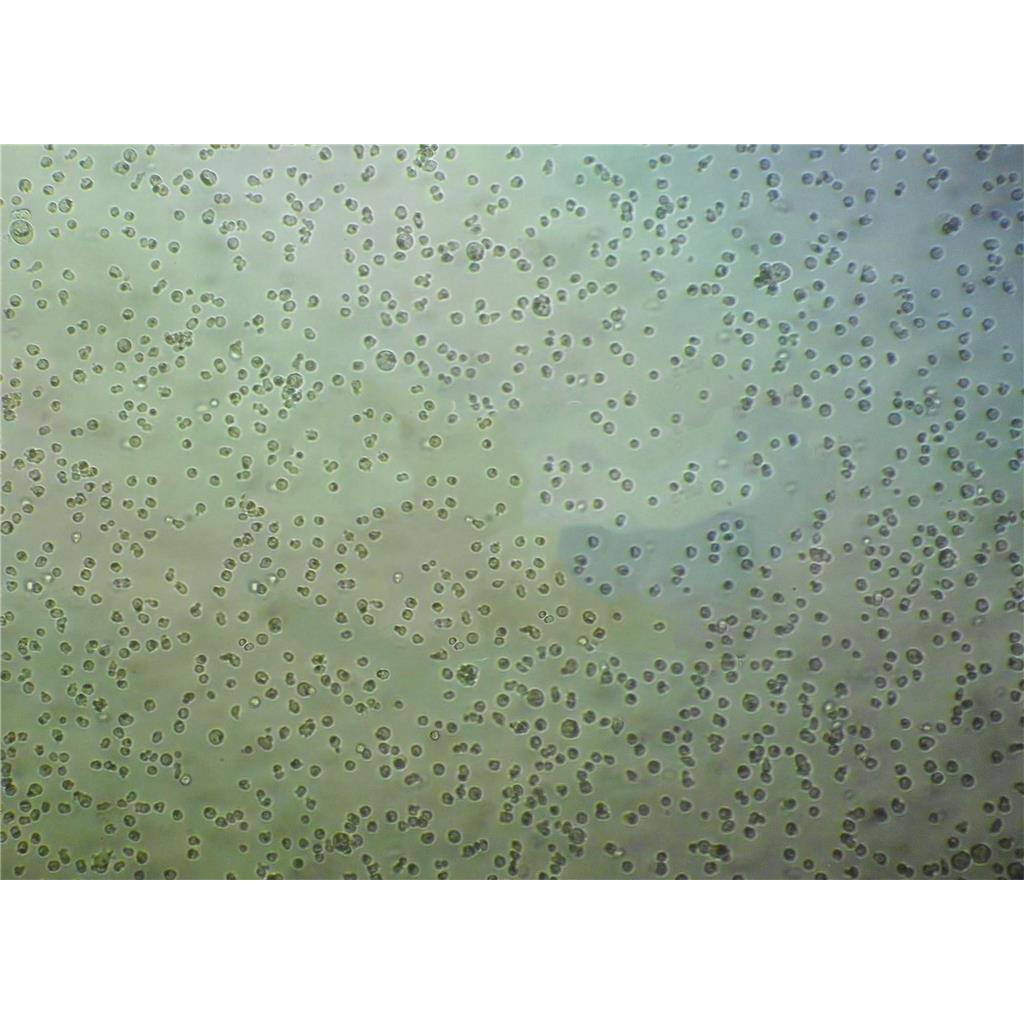 HUVEC-C[HUVEC] Cells人脐静脉血管内皮可传代细胞系(送STR鉴定图谱)