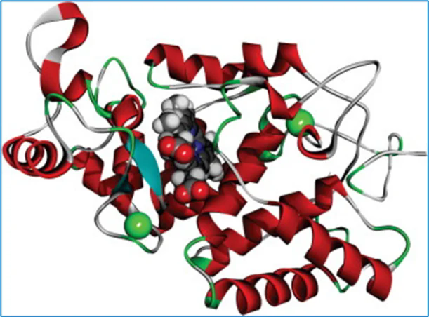 辣根过氧化物酶