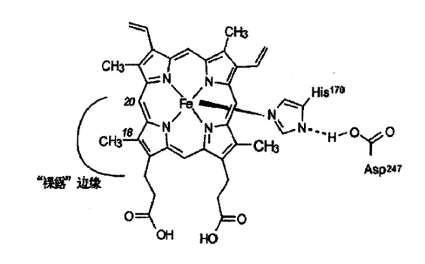 辣根过氧化物酶