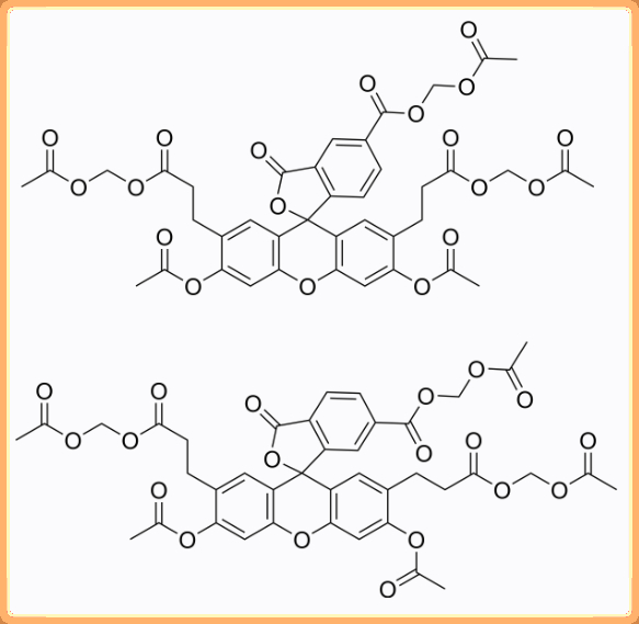 BCECF, AM pH荧光探针，细胞实验