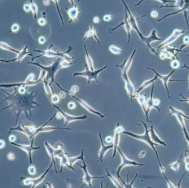 Lentamyces Parricida