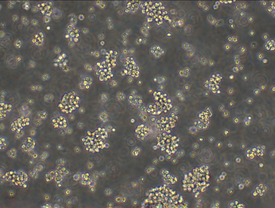 NCI-H2452[H2452] Cells#人间皮瘤细胞系保种中心(通过STR鉴定)