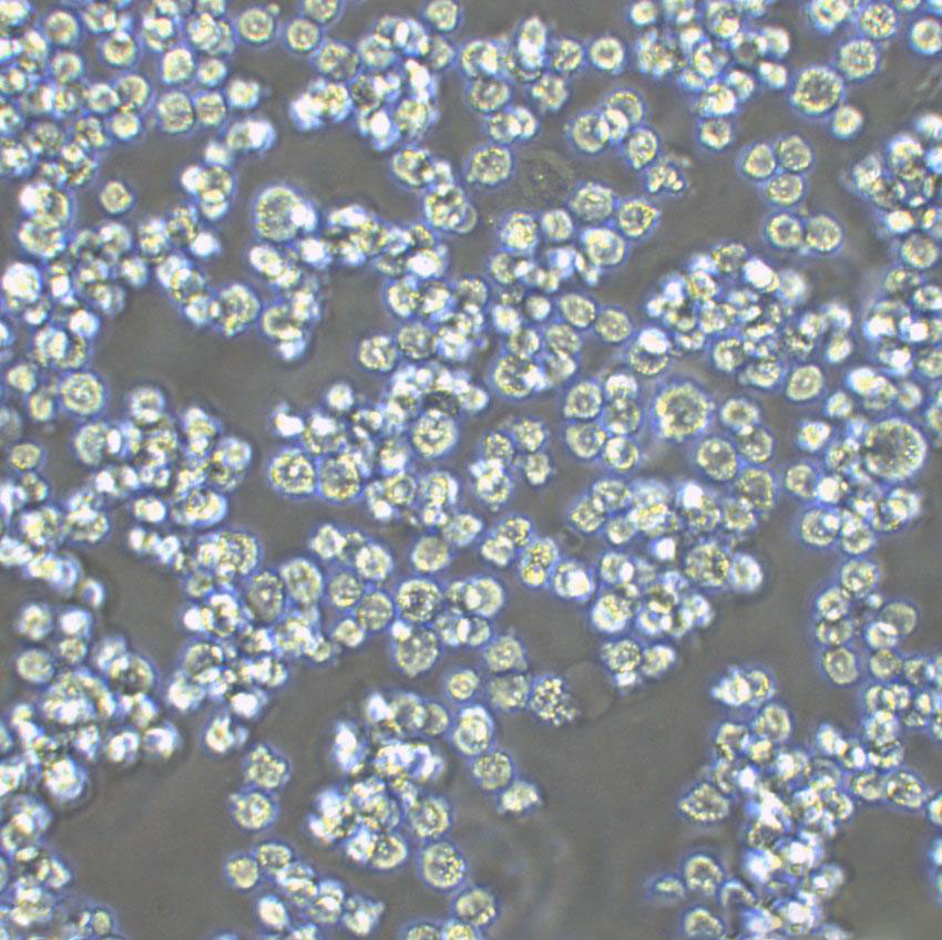 SW480[SW-480] Cells#人结肠癌细胞系保种中心(通过STR鉴定)