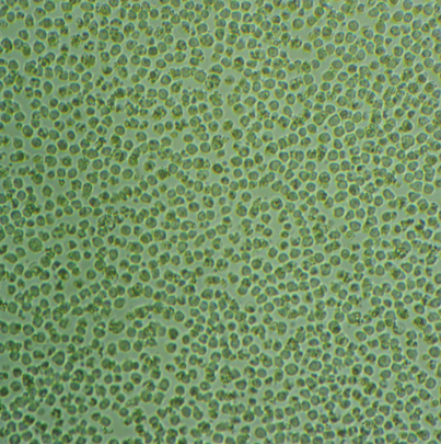 Sf21 Cells:昆虫卵巢细胞系代次低(带STR鉴定报告)