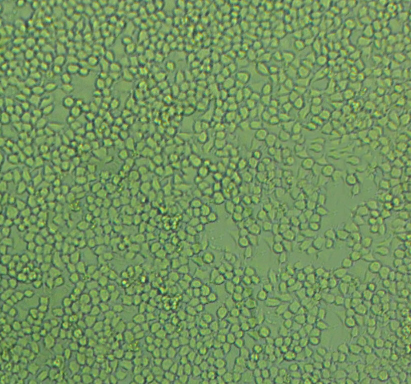 RG2[D74] Cells:大鼠胶质瘤细胞系代次低(带STR鉴定报告)