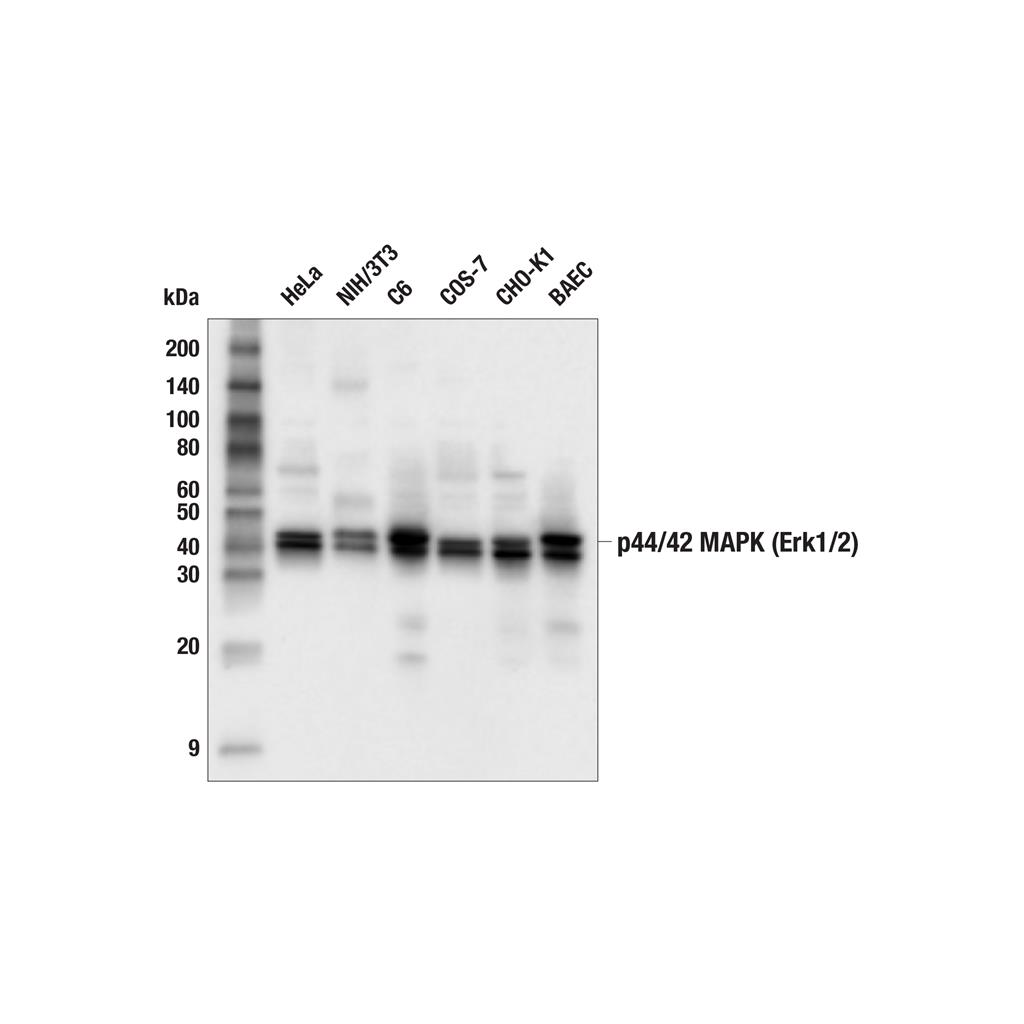 p44/42 MAPK (Erk1/2) 抗体