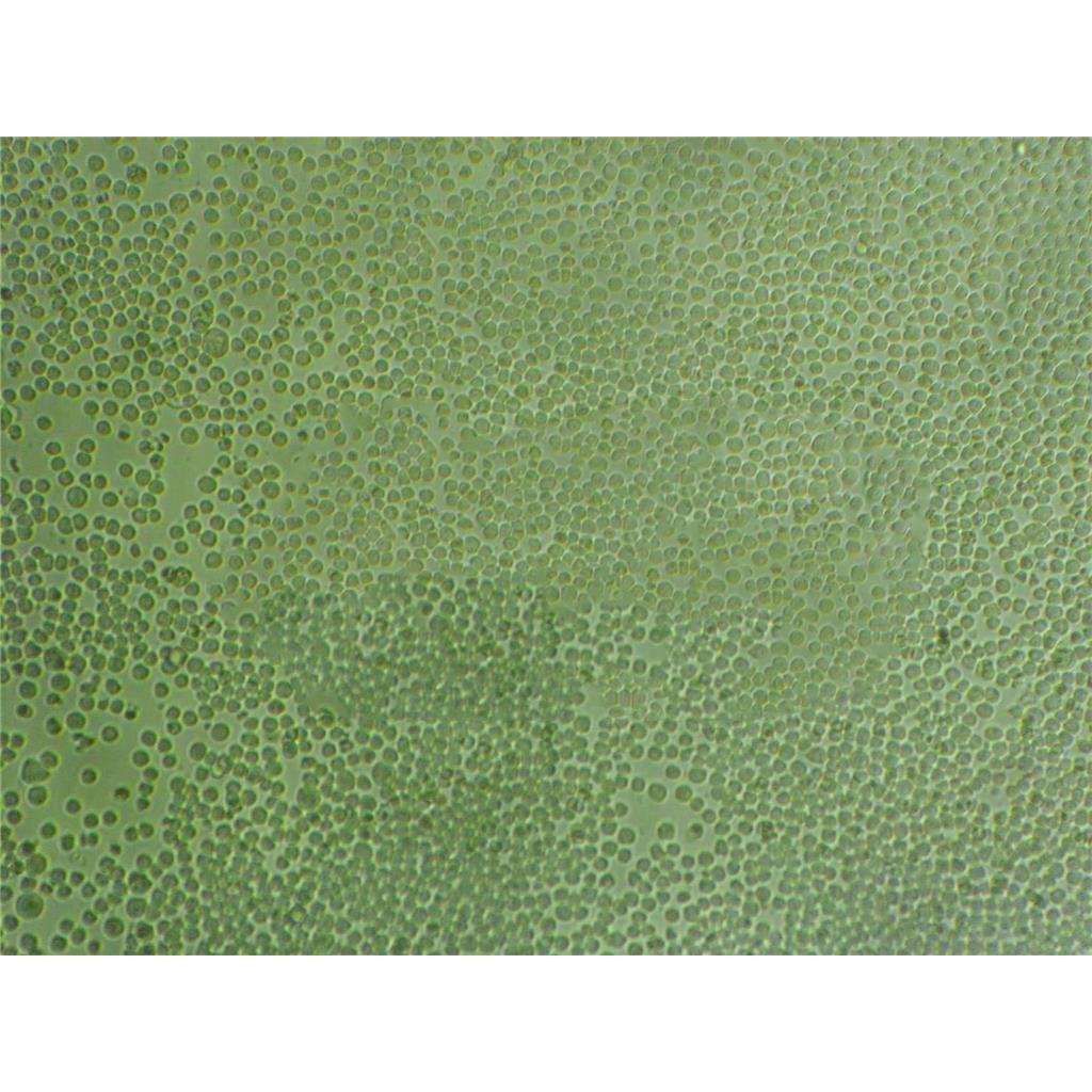 RL95-2 Cells:人子宫内膜癌细胞系代次低(带STR鉴定报告)