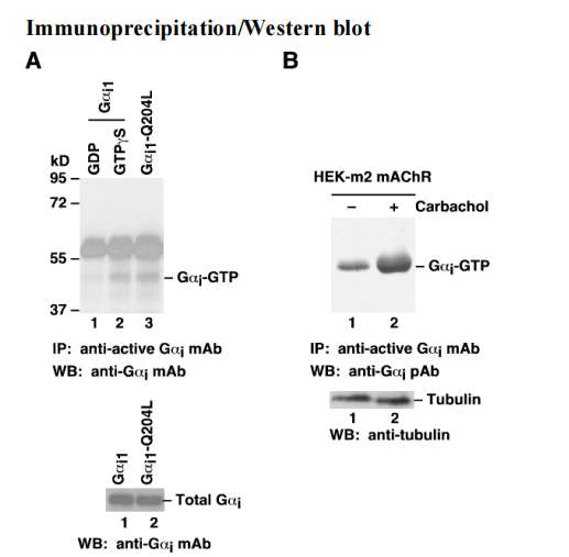 Anti Active Gαi Mouse Monoclonal Antibody