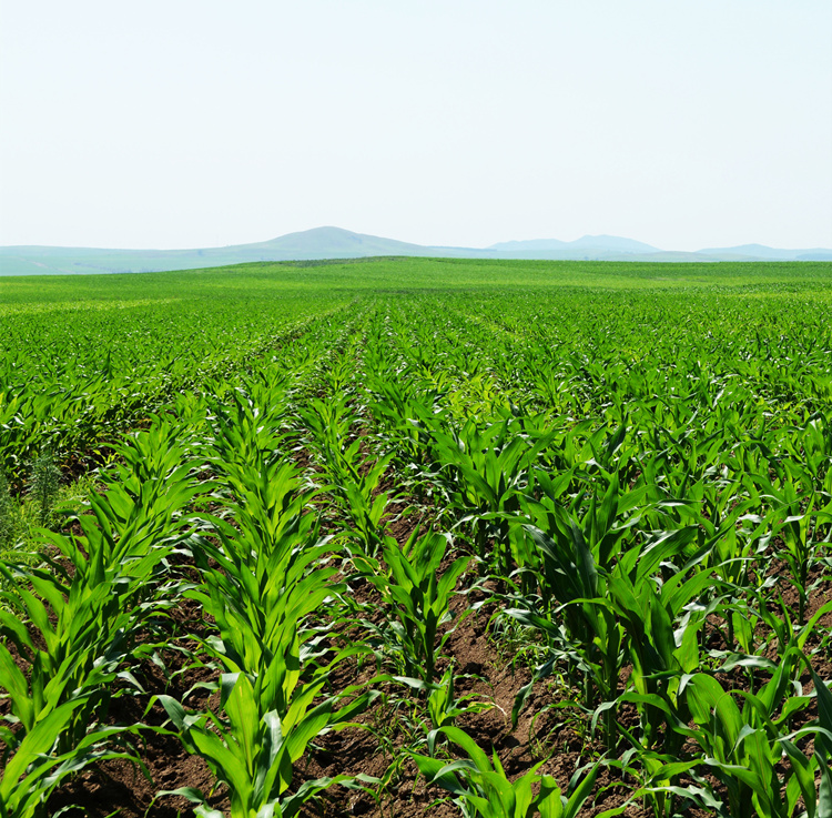 25%砜嘧磺隆水分散粒剂WDG除草剂生产厂家